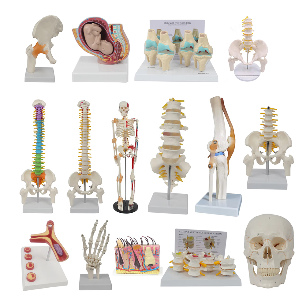 Medical teaching tools Skeleto - Examination Bed Medical ulasan dan harga