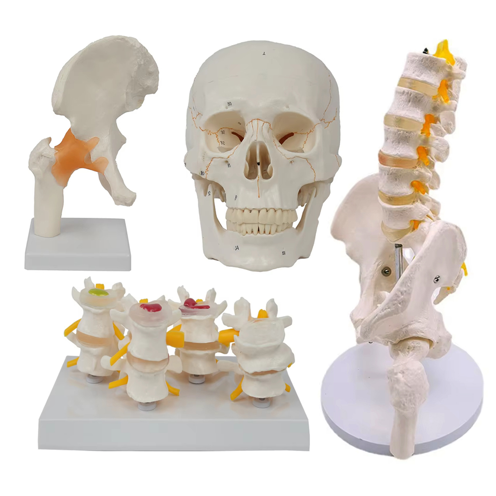 Medical teaching tools Skeleto - Examination Bed Medical ulasan dan harga